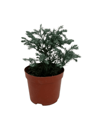 Blue Moss Cyprus (Chamaecyparis pisifera 'Boulevard') - Potted plant - POTT - BLUE - 4127 - Tumbleweed Plants - Online Plant Delivery Singapore