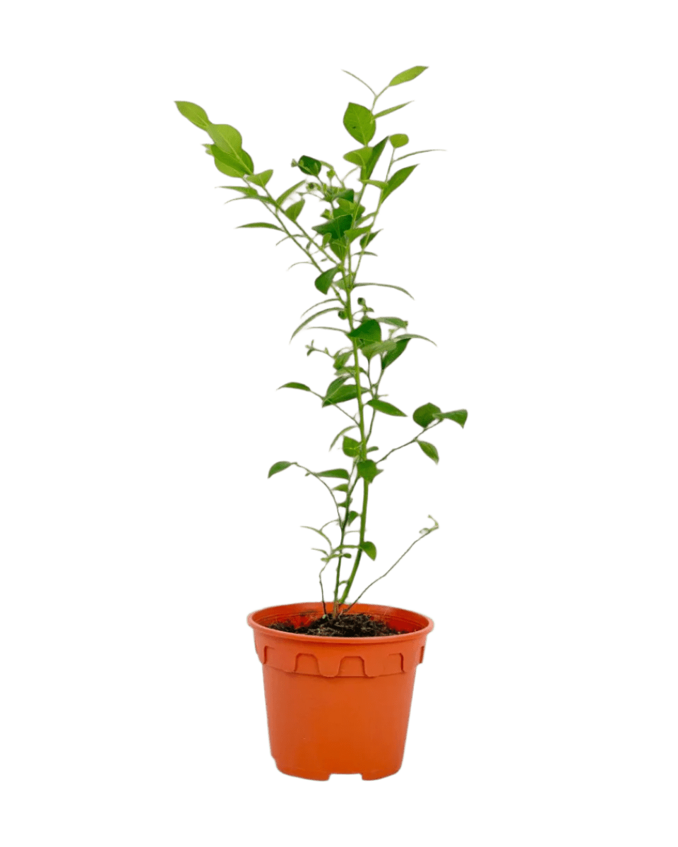 Blueberry Plant - Potted plant - POTT - BLUE - GRW - 5280 - Tumbleweed Plants - Online Plant Delivery Singapore