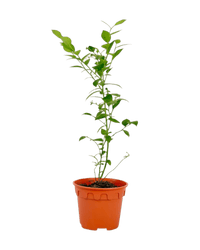 Blueberry Plant - Potted plant - POTT - BLUE - GRW - 5280 - Tumbleweed Plants - Online Plant Delivery Singapore