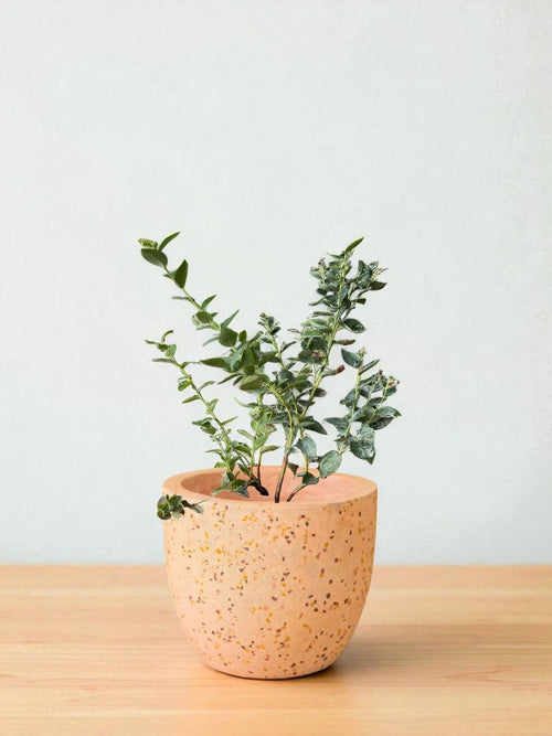 Blueberry Plant - Large - Potted plant - POTT - BLUE - GRW - 7248 - Tumbleweed Plants - Online Plant Delivery Singapore