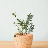 Blueberry Plant - Large