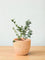 Blueberry Plant - Large