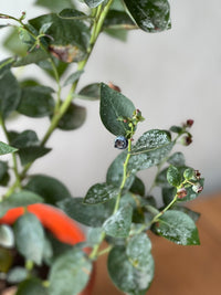 Blueberry Plant - Large - Potted plant - POTT - BLUE - GRW - 7248 - Tumbleweed Plants - Online Plant Delivery Singapore