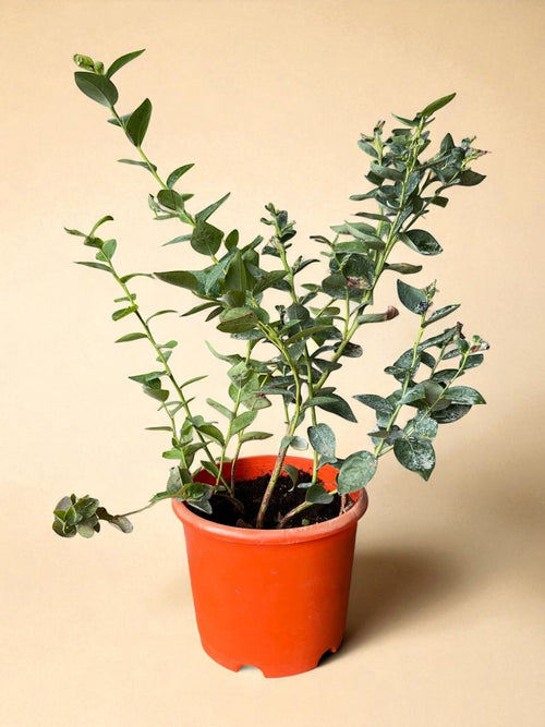 Blueberry Plant - Large - Potted plant - POTT - BLUE - GRW - 7248 - Tumbleweed Plants - Online Plant Delivery Singapore