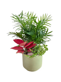 Bonanza Plant Arrangement Emerald Pot - Potted plant - POTT - GOOD - 6642 - Tumbleweed Plants - Online Plant Delivery Singapore