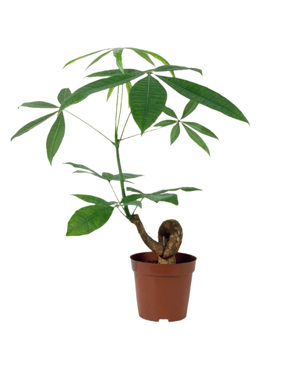 Bonsai Money Tree - grow pot - Potted plant - Tumbleweed Plants - Online Plant Delivery Singapore