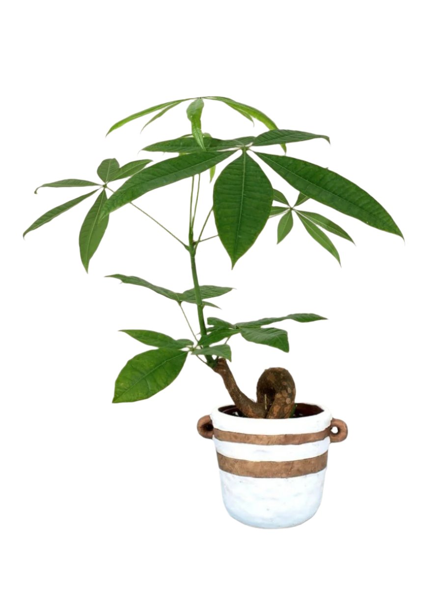 Bonsai Money Tree - portafino planter - white - Potted plant - Tumbleweed Plants - Online Plant Delivery Singapore