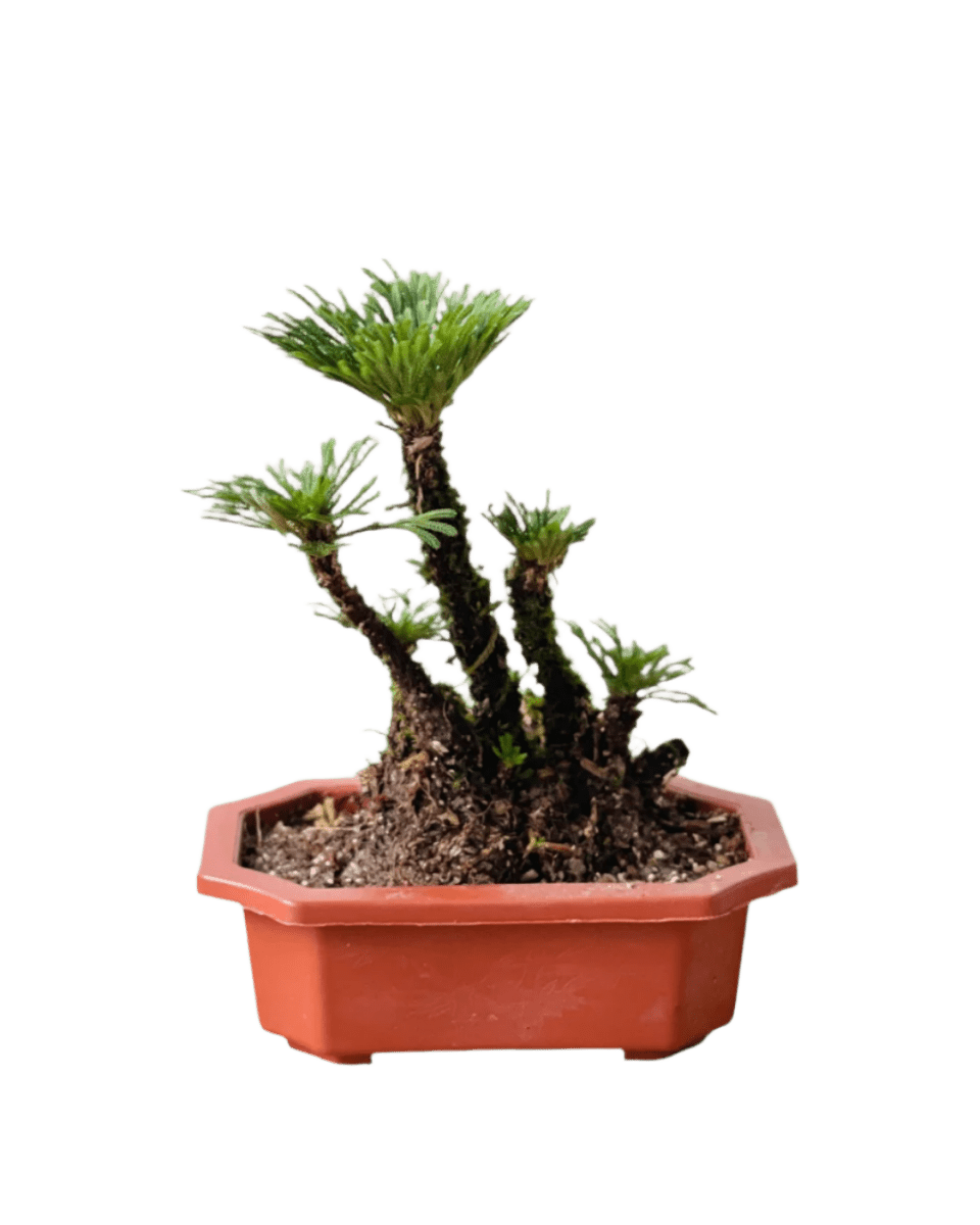 Bonsai Selaginella - Potted plant - POTT - BONS - GRW - 6407 - Tumbleweed Plants - Online Plant Delivery Singapore