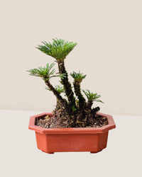 Bonsai Selaginella - Potted plant - POTT - BONS - GRW - 6407 - Tumbleweed Plants - Online Plant Delivery Singapore