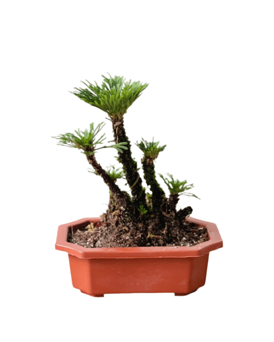 Bonsai Selaginella - Potted plant - POTT - BONS - GRW - 6407 - Tumbleweed Plants - Online Plant Delivery Singapore