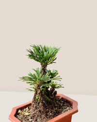 Bonsai Selaginella - Potted plant - POTT - BONS - GRW - 6407 - Tumbleweed Plants - Online Plant Delivery Singapore