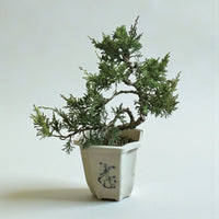 Japanese Juniperus Bonsai Petite