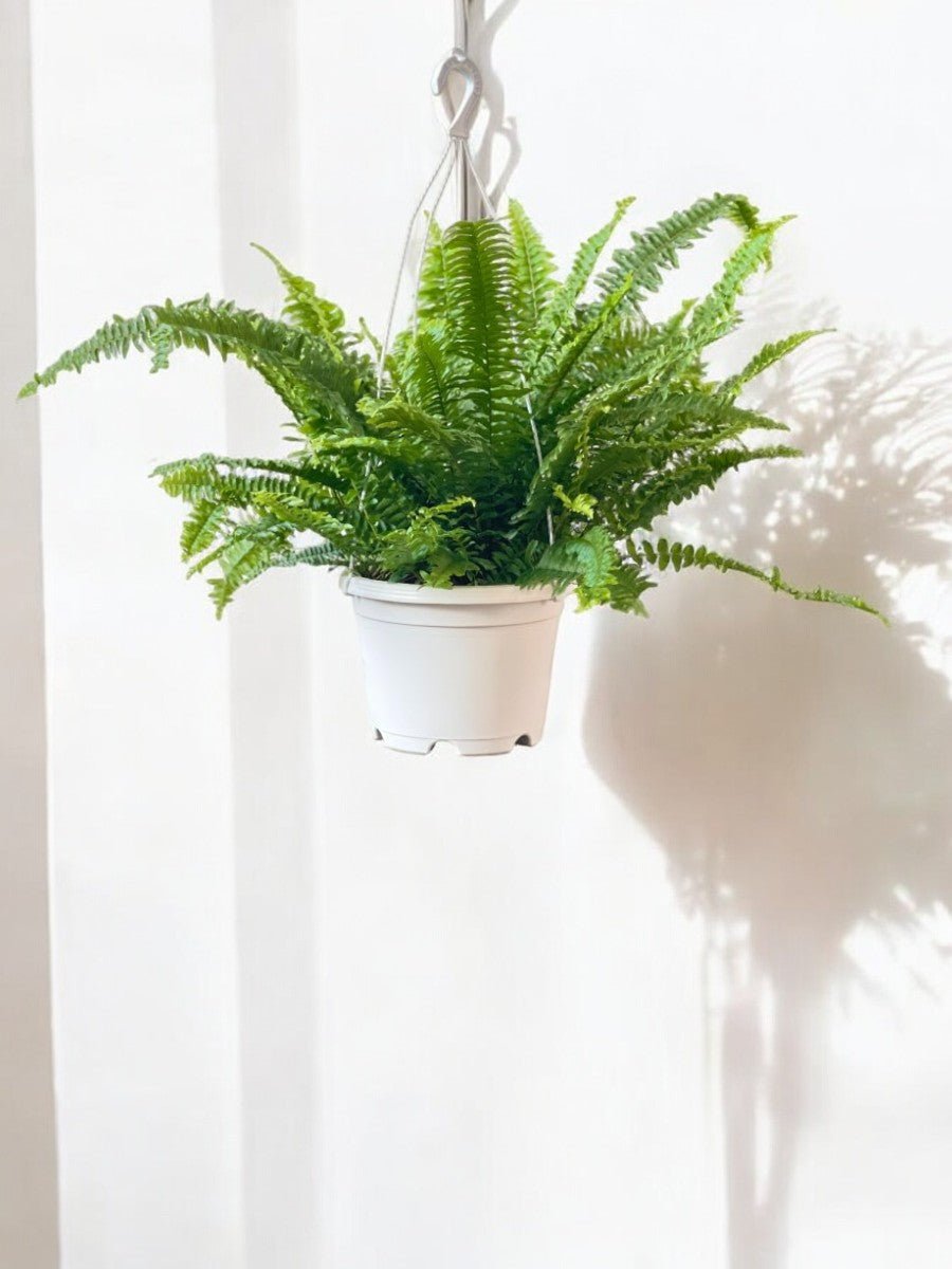 Boston Fern Plant - Potted plant - POTT - BOST - GRW - 5696 - Tumbleweed Plants - Online Plant Delivery Singapore