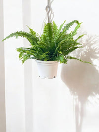 Boston Fern Plant - Potted plant - POTT - BOST - GRW - 5696 - Tumbleweed Plants - Online Plant Delivery Singapore