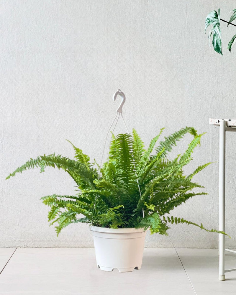 Boston Fern Plant - grow pot - Potted plant - Tumbleweed Plants - Online Plant Delivery Singapore