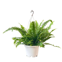 Boston Fern Plant