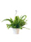 Boston Fern Plant