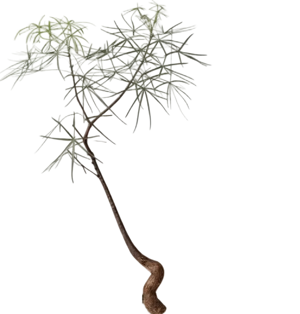 Bottle Tree Large (Brachychiton Rupestris)