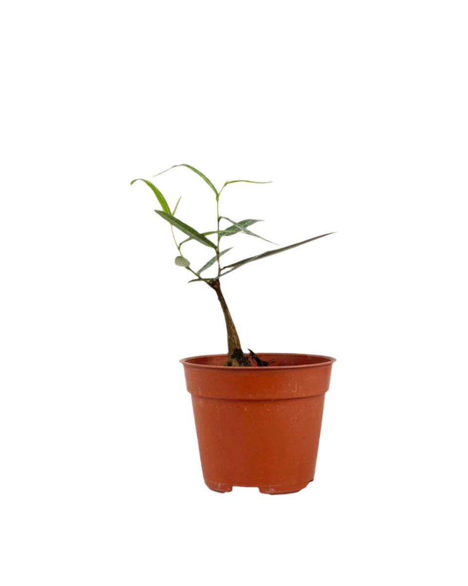 Bottle Tree Baby - Brachychiton Rupestris (Japan) - grow pot - Potted plant - Tumbleweed Plants - Online Plant Delivery Singapore