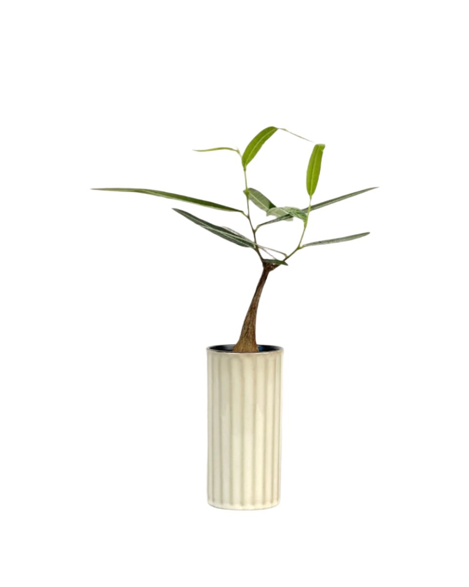 Bottle Tree Baby - Brachychiton Rupestris (Japan) - white slim pot - Potted plant - Tumbleweed Plants - Online Plant Delivery Singapore