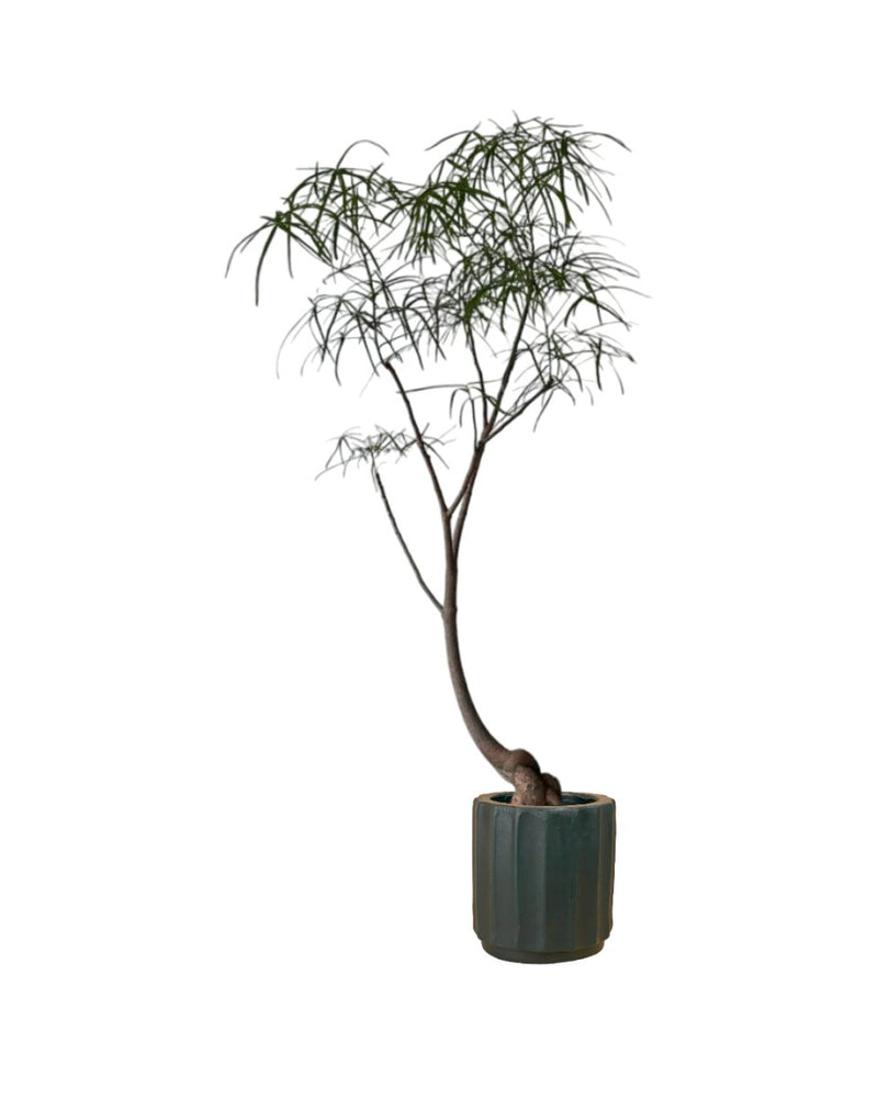 Bottle Tree (Brachychiton Rupestris) - grow pot - Potted plant - Tumbleweed Plants - Online Plant Delivery Singapore