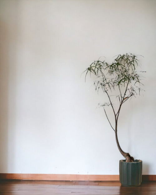 Bottle Tree (Brachychiton Rupestris) - grow pot - Potted plant - Tumbleweed Plants - Online Plant Delivery Singapore