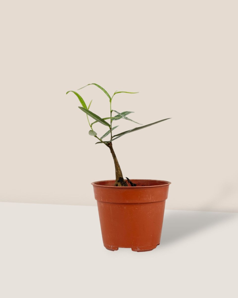 Bottle Tree - Brachychiton Rupestris (Japan) - grow pot - Potted plant - Tumbleweed Plants - Online Plant Delivery Singapore