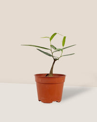 Bottle Tree - Brachychiton Rupestris (Japan) - grow pot - Potted plant - Tumbleweed Plants - Online Plant Delivery Singapore