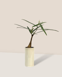 Bottle Tree - Brachychiton Rupestris (Japan) - white slim pot - Potted plant - Tumbleweed Plants - Online Plant Delivery Singapore