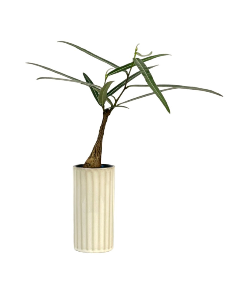 Bottle Tree - Brachychiton Rupestris (Japan) - white slim pot - Potted plant - Tumbleweed Plants - Online Plant Delivery Singapore