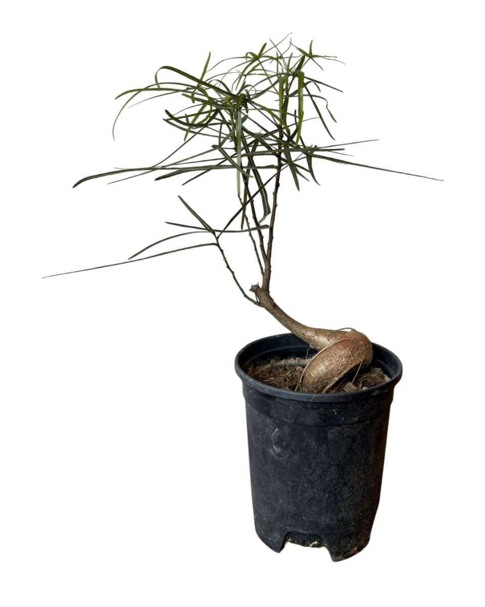 Grow Pot