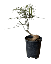 Bottle Tree Japanese Bonsai - Potted plant - POTT - BOTT - 7267 - Tumbleweed Plants - Online Plant Delivery Singapore