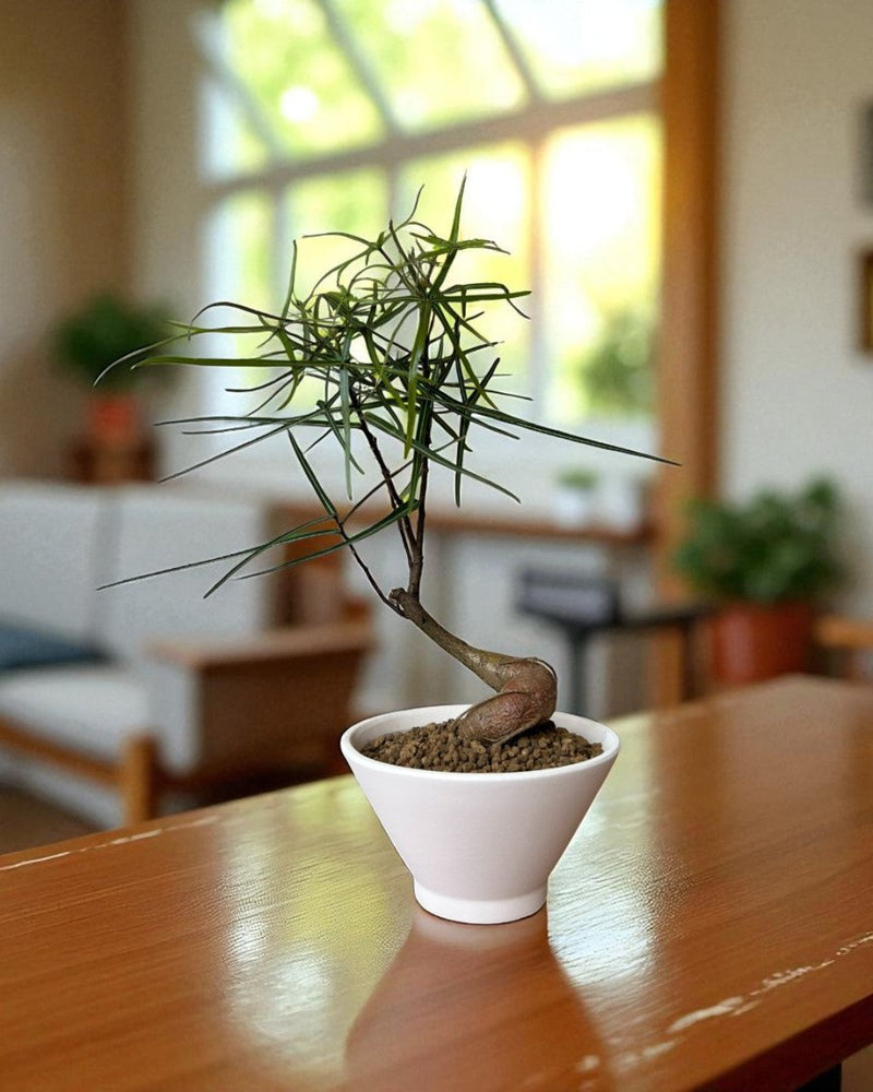 Bottle Tree Japanese Bonsai - Potted plant - POTT - BOTT - 7267 - Tumbleweed Plants - Online Plant Delivery Singapore