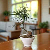 Bottle Tree Japanese Bonsai