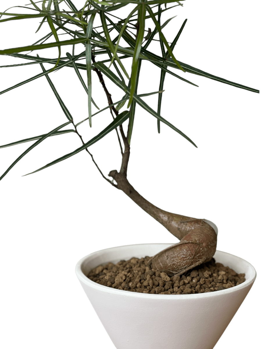 Bottle Tree Japanese Bonsai - Potted plant - POTT - BOTT - 7267 - Tumbleweed Plants - Online Plant Delivery Singapore