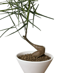 Bottle Tree Japanese Bonsai - Potted plant - POTT - BOTT - 7267 - Tumbleweed Plants - Online Plant Delivery Singapore