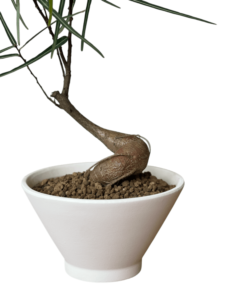 Bottle Tree Japanese Bonsai - Potted plant - POTT - BOTT - 7267 - Tumbleweed Plants - Online Plant Delivery Singapore