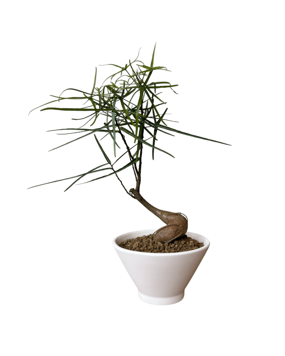 kadema bonsai