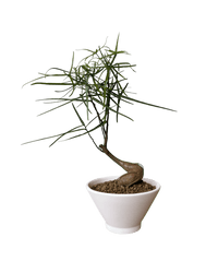 Bottle Tree Japanese Bonsai - Potted plant - POTT - BOTT - 7268 - Tumbleweed Plants - Online Plant Delivery Singapore