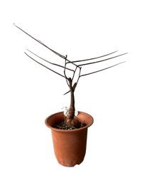 Bottle Tree Junior - Brachychiton Rupestris (Japan) - Potted plant - POTT - BOTT - GRW - 6856 - Tumbleweed Plants - Online Plant Delivery Singapore