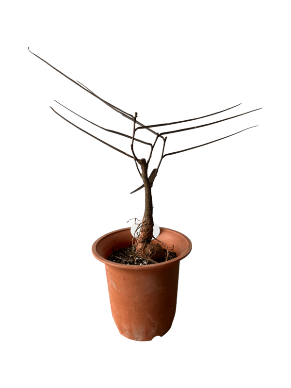 Bottle Tree Junior - Brachychiton Rupestris (Japan) - Potted plant - POTT - BOTT - GRW - 6856 - Tumbleweed Plants - Online Plant Delivery Singapore