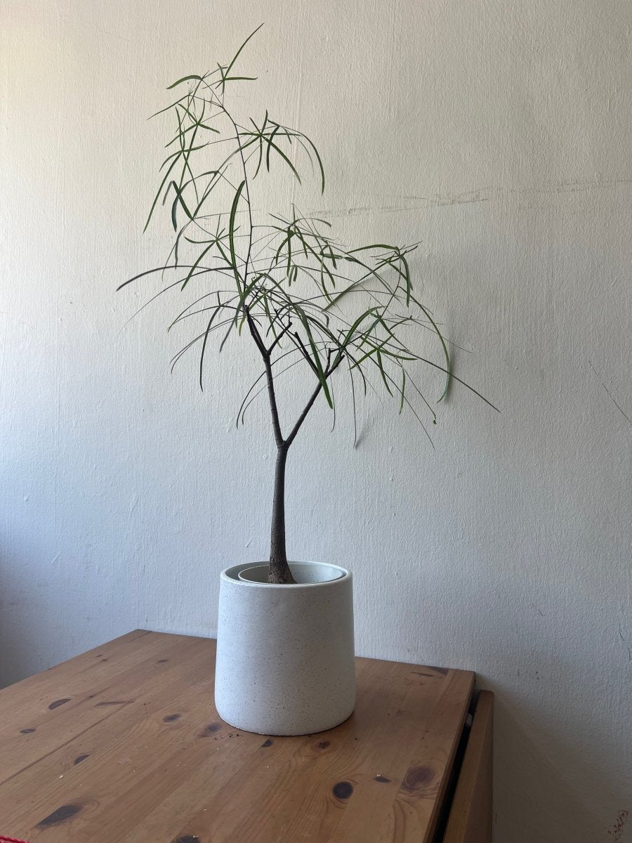 short pot plants Bottle Tree Short (Brachychiton Rupestris)