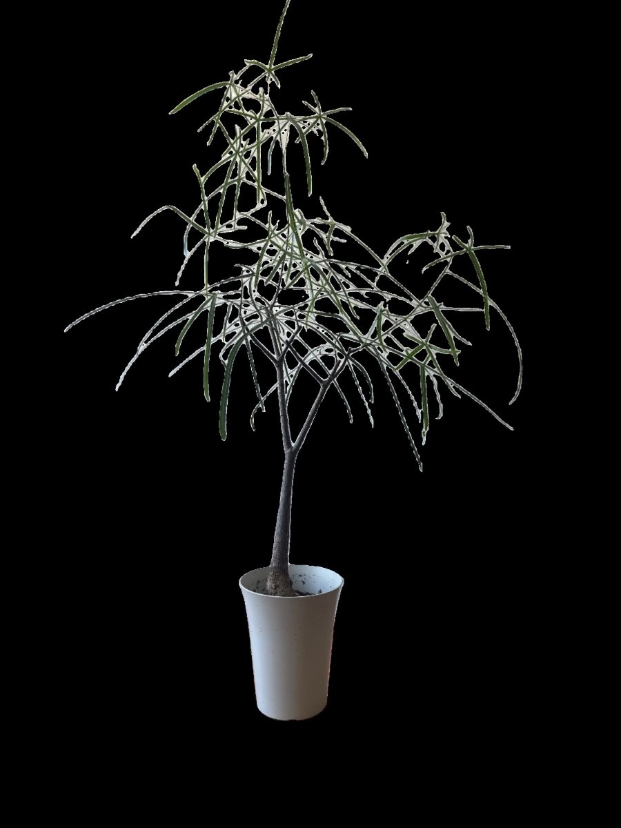 Bottle Tree Short (Brachychiton Rupestris) - Potted plant - POTT - BOTT - GRW - 6559 - Tumbleweed Plants - Online Plant Delivery Singapore