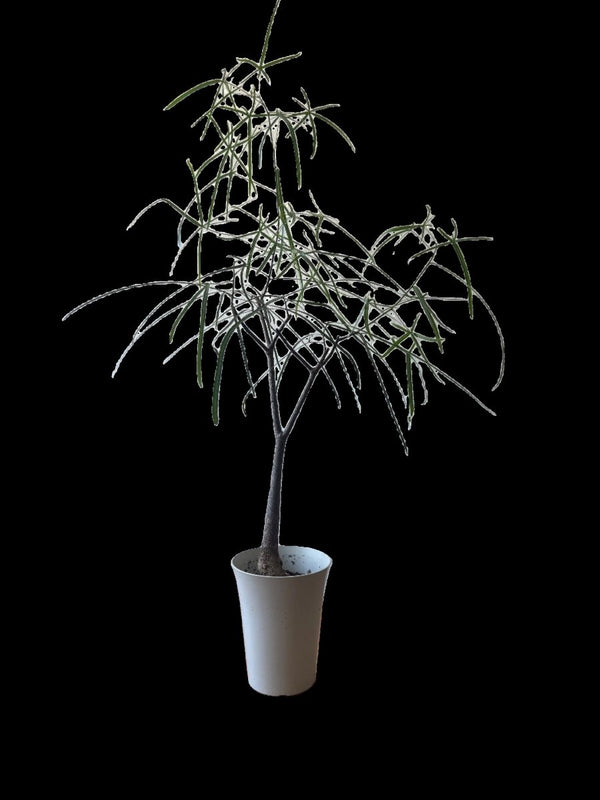 Bottle Tree Short (Brachychiton Rupestris) - Potted plant - POTT - BOTT - GRW - 6559 - Tumbleweed Plants - Online Plant Delivery Singapore