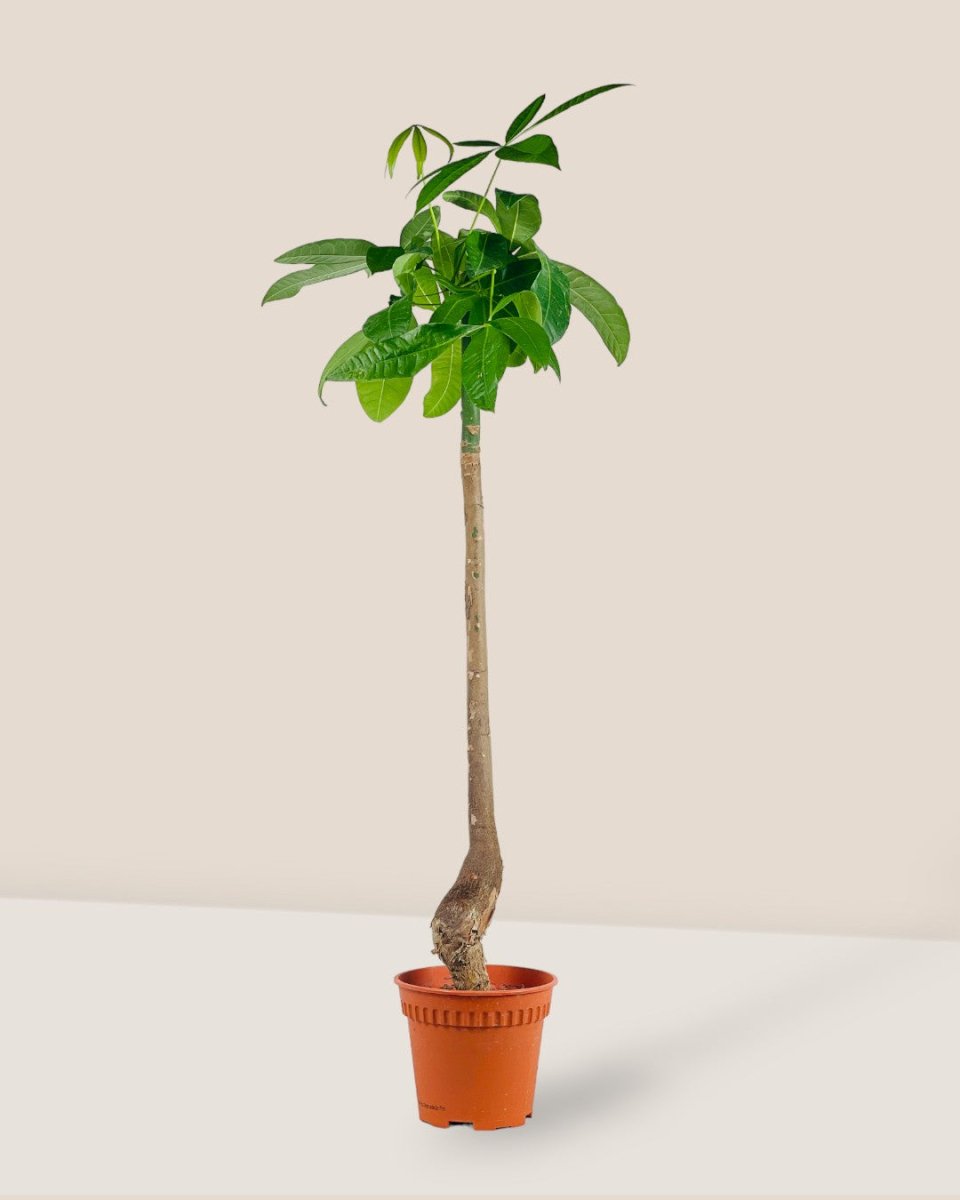 Bottle - Trunk Money Tree - grow pot - Potted plant - Tumbleweed Plants - Online Plant Delivery Singapore