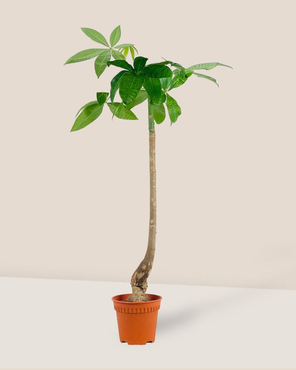 Bottle - Trunk Money Tree - grow pot - Potted plant - Tumbleweed Plants - Online Plant Delivery Singapore
