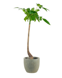 Bottle - Trunk Money Tree - grow pot - Potted plant - Tumbleweed Plants - Online Plant Delivery Singapore