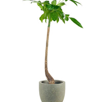 Bottle-Trunk Money Tree