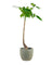 Money Tree Bottle-Trunk