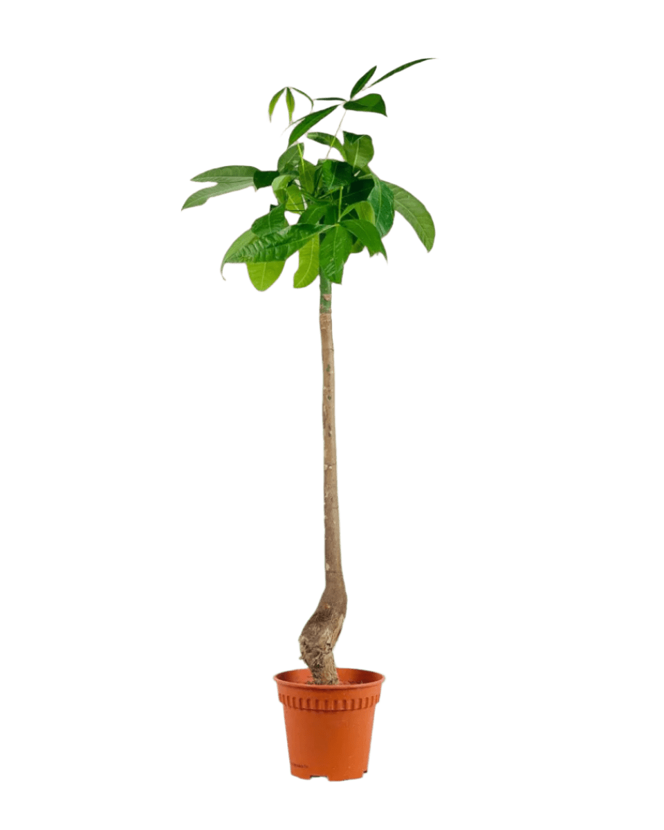 Bottle - Trunk Money Tree - Potted plant - POTT - BOTT - GRW - 6304 - Tumbleweed Plants - Online Plant Delivery Singapore